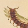 Queridas Centopéias's profile picture