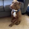 dog's profile picture