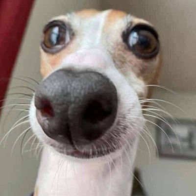 NothingElseCL's profile picture