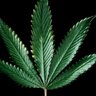Rijuana profil fotoğrafı