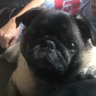 AnneMarie profil fotoğrafı