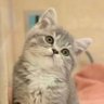ぎんたまる 的头像