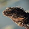 Lizardman's profile picture