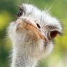 生ダチョウ@パチンコパチスロ日本代表's profile picture