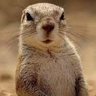 蜘蛛王 profil fotoğrafı