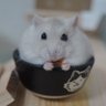 Фото профиля おこめとおかき