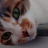 Profilbild von 千秋