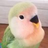 rikyo's profile picture