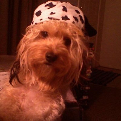 BangyShorts's profile picture