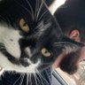 Mr. Kitty profil fotoğrafı