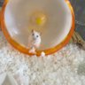 Фото профиля もちもちウドン