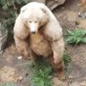 Profilbild von short faced bear
