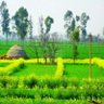 Фото профиля My Punjab