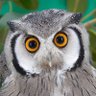 Hoot's profile picture
