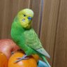 Edokko profil fotoğrafı