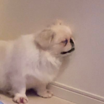 kogetter_okoge's profile picture