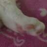 たむにゃ 的头像