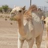 Hamed Al Moqbali profil fotoğrafı