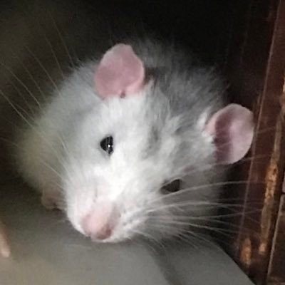 ハナミ's profile picture