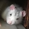 ハナミ's profile picture