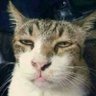 Profilbild von catsoo