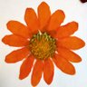 Southern Gardener's profile picture