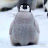 ペンギン's profile picture