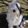 Фото профиля AgilityDog +1