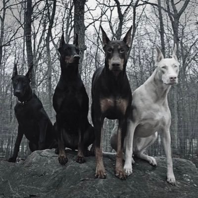 Xylocaine's profile picture