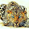 Langgeng's profile picture