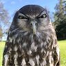 Rwam profil fotoğrafı