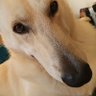 Beardog's profile picture