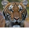 Profilbild von rafael buno