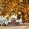 shadi 🇵🇸🇦🇪's profile picture