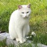 げんまいちゃ☆ profil fotoğrafı