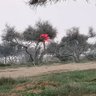 ابو احمد profil fotoğrafı