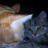 Setsuna profil fotoğrafı