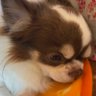 Profilbild von コダケン