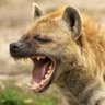 Profilbild von Furrycheetah