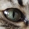 pilab profil fotoğrafı