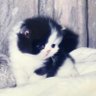 きづき's profile picture