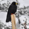 yorubabird profil fotoğrafı