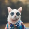 Фото профиля Tom the cat