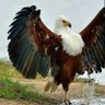 Libertadores 🦅's profile picture
