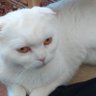 Profilbild von NalanHarmankaya