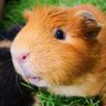 Ton (presque) ami's profile picture