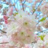Фото профиля のりたまC