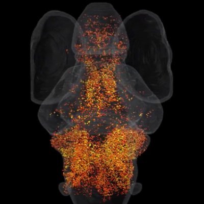 Ethan Scott's Lab's profile picture