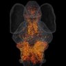 Ethan Scott's Lab's profile picture