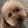 himechan's profile picture